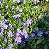 Vinca minor La Grave