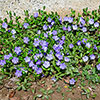 Vinca minor La Grave