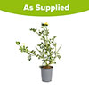 Coronilla glauca Citrina Coronilla glauca Citrina