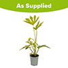 Fatsia japonica Spiders Web Fatsia japonica Spiders Web