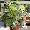 Fatsia japonica Collection