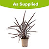 Phormium Black Velvet Phormium Black Velvet