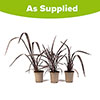 Phormium Black Velvet Phormium Black Velvet