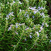 Standard Rosemary Tree