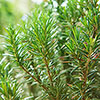 Standard Rosemary Tree