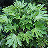 Fatsia Japonica Fatsia Japonica