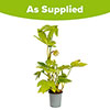 Fatsia japonica
