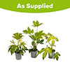 Evergreen Fatsia Collection