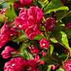 Weigela Big Love Weigela Big Love