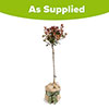 Standard Photinia Carre Rouge Tree Gift Wrapped
