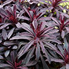 Euphorbia Miners Merlot