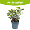 Euphorbia Miners Merlot Euphorbia Miners Merlot