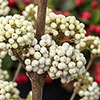 Callicarpa Magical Snowstar Callicarpa Magical Snowstar