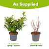 Callicarpa Magical Snowstar Callicarpa Magical Snowstar