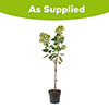 Hydrangea Magical Candle Standard Hydrangea Magical Candle Standard