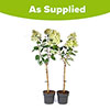 Hydrangea Magical Candle Standards Hydrangea Magical Candle Standards