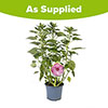 Hibiscus Luna Rose Hibiscus Luna Rose