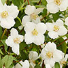 Philadelphus Petite Perfume White