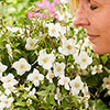 Philadelphus Petite Perfume White