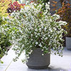 Philadelphus Petite Perfume White