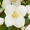 Philadelphus Petite Perfume White