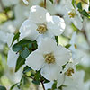Philadelphus Petite Perfume White