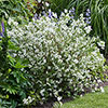 Philadelphus Petite Perfume White