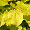 Cercis chinensis Shirobana