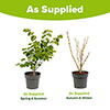 Cercis chinensis Shirobana