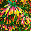 Jacobinia pauciflora