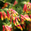 Jacobinia pauciflora