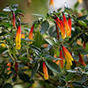 Jacobinia pauciflora