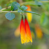 Jacobinia pauciflora