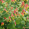Jacobinia pauciflora