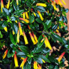 Jacobinia pauciflora