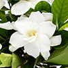 Gardenia jasminoides Fool Proof Gardenia jasminoides Fool Proof