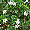 Gardenia jasminoides Fool Proof Gardenia jasminoides Fool Proof