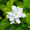 Gardenia jasminoides Fool Proof Gardenia jasminoides Fool Proof