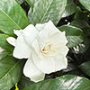 Gardenia jasminoides Fool Proof Gardenia jasminoides Fool Proof