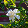 Gardenia jasminoides Fool Proof Gardenia jasminoides Fool Proof