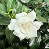 Gardenia jasminoides Fool Proof Gardenia jasminoides Fool Proof