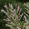 Salix Flamingo Willow Bush Salix Flamingo Willow Bush
