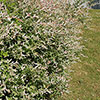 Salix Flamingo Willow Bush Salix Flamingo Willow Bush
