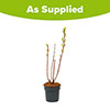 Salix Flamingo Willow Bush Salix Flamingo Willow Bush