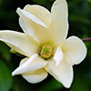 Magnolia laevifolia Honey Velvet Magnolia laevifolia Honey Velvet