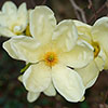 Magnolia laevifolia Honey Velvet Magnolia laevifolia Honey Velvet