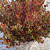 Coprosma Northern Lights Coprosma Northern Lights