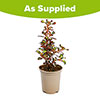 Coprosma Northern Lights Coprosma Northern Lights