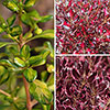 Coprosma Collection
