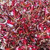 Coprosma Collection